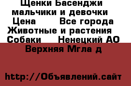 Щенки Басенджи ,мальчики и девочки › Цена ­ 1 - Все города Животные и растения » Собаки   . Ненецкий АО,Верхняя Мгла д.